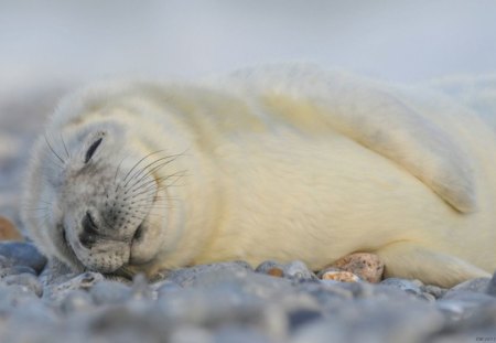 Seal - smile, sleep, water, seal