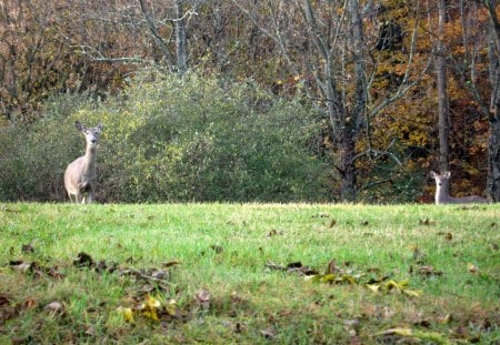 Early Morning Fun - brown, trees, feild, tan, green, grass, deer