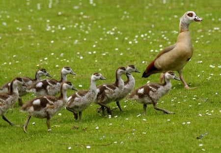 Egyptian goose with gosling - entertainment, birds, nature, animals