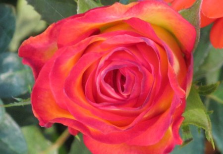 Blazing Rosebud - blooms, flowers, rose, petals