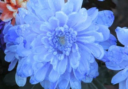 Powder Blue - flowers, flora, plants, petals