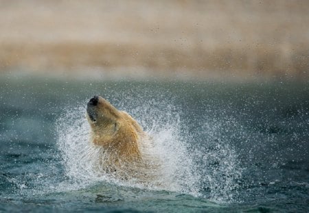 Polar Water Dance - polar bear, photographer roger strandli brendhagen, water dance, bathing, svalbard, eight hundred kilo elegance