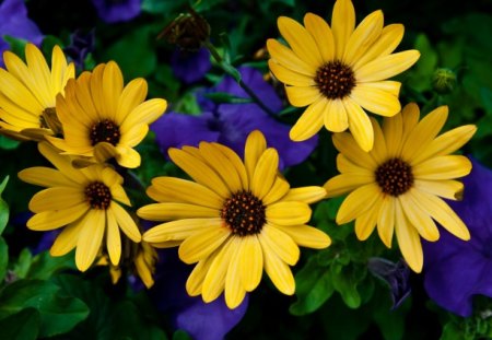 Gather in the Yellow - flower, yellow, plant, gather