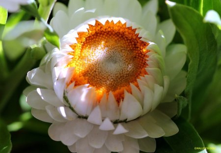 Colourful flower - white flower, colourful, flower, beautiful