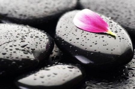 A lonely petal - photography, zen stones, wallpaper, hd, nature, abstract, petals, stones, zen, drops, harmony