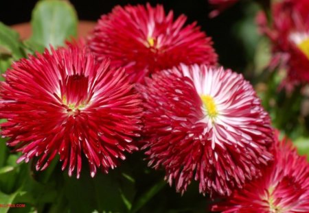 Red flower - nature, flower, red, beautiful