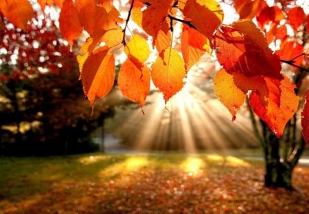 sunlight - sunlight, trees, leaves, autumn