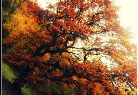 autumn fire - fire, colourful, tree, autumn