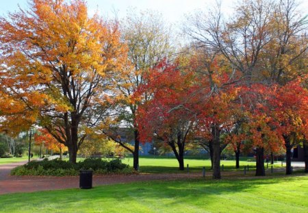 fall - fall, trees, nature, autumn