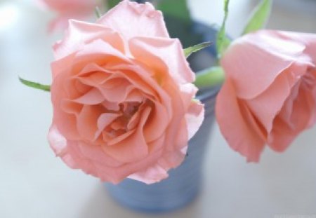 roses - roses, pink, beautiful, vase