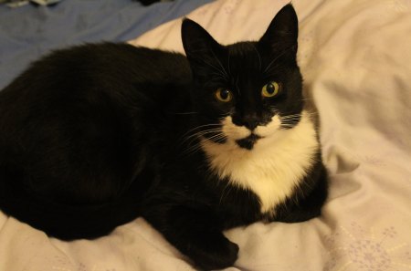 Harry the Tuxedo - tuxedo, pets, black and white cats, cats