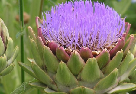 artichoke is also nice as flower - flower, purple, artichoke, garden