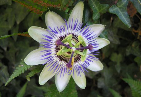 in mom's garden passiflora - stamina, flower, passiflora, garden