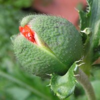 poppy bud in mom's garden