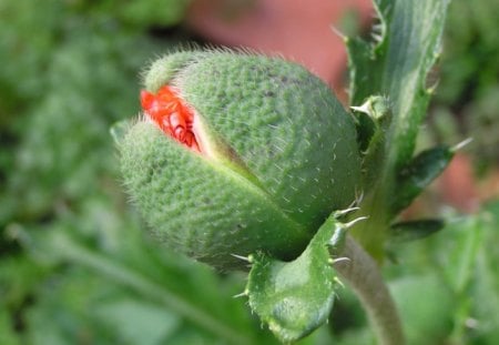 poppy bud in mom's garden - bud, poppy, flower, garden