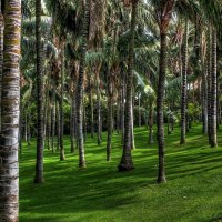    *SPAIN -Canary Islands Puerto de la Cruz palm park*