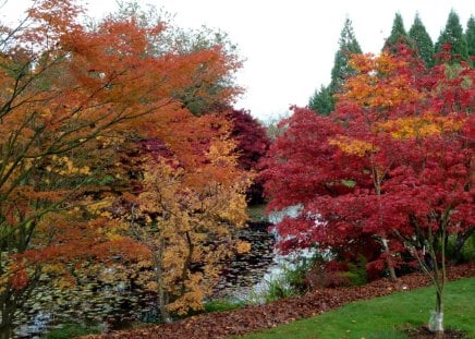 *** Canada-Vancouver-Vanduusen Botanical Garden *** - trees, nature, autumn, garden, botanical, sky