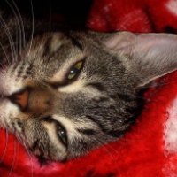 kitty goo goo eyes