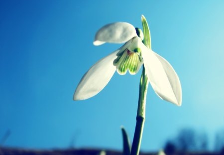 snow white flower - white, flower, delicate, nature