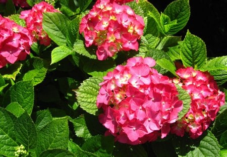 ortensia flower - flowers, red, nature, green