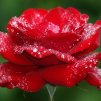 fresh red rose