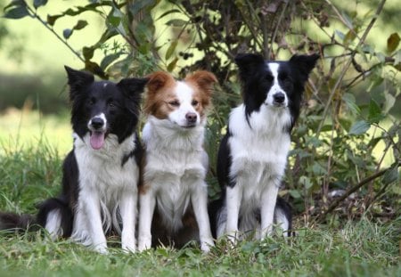 Dog - 3, collie, puppy, dog, animal