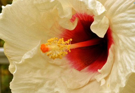 The China Rose - white, hibiscus, flower, beautiful