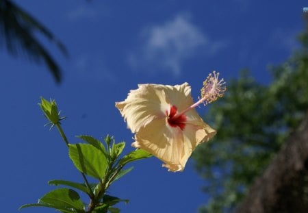 Hibiscus Rosa-Sinensis - sky, flower, hibiscus, rosa, nature, sinensis