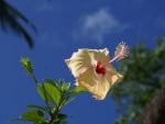 Hibiscus Rosa-Sinensis