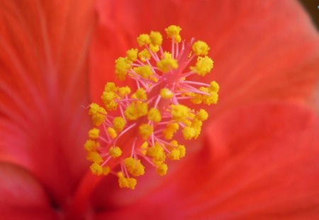 Crimson Hibiscus - red, flower, pink, hibiscus, colorful