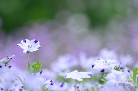 lilacs - flowers, white, nature, lilacs