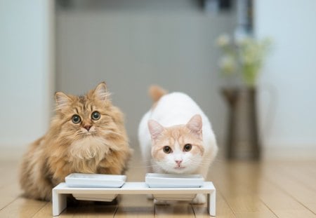 Cute cats - cute, looking, animal, cat