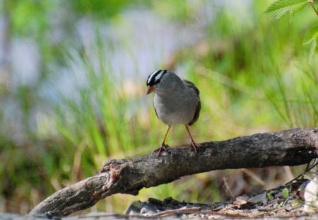 BEAUTIFUL BIRD - hd, nice, hot, cool, wallpaper