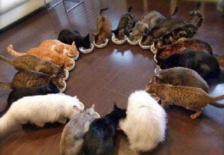 Meal time... - meal, time, animals, cats