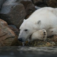 The King is Resting