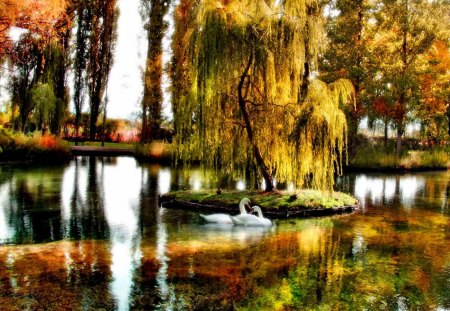 Swan pond - swan, nice, autumn, water, colorful, mirrored, clear, fall, reflection, pond, branches, lake, shore, lovely, willow, nature, beautiful, colors