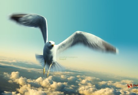 Seagull - sky, animals, seagull, nature, abstract, clouds, blue, beautiful, birds