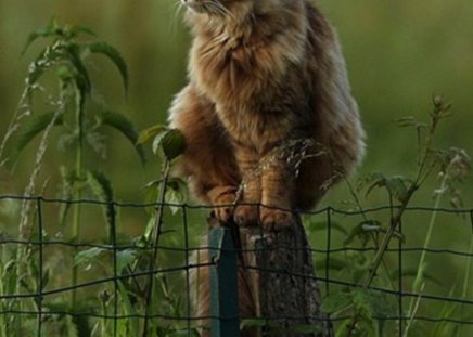 amazing pose :) - paws, animal, fence, cat, grass