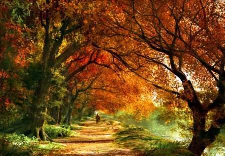 Autumn lover - nice, lover, autumn, trees, sun, water, colorful, road, path, foliage, amazing, fall, walk, rays, lake, falling, walking, shore, lovely, nature, lonely, beautiful, leaves