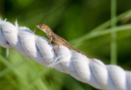 *** Small lizard *** - lizard, small, animals, reptiles