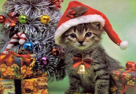 Christmas Kitty - christmas tree, decoration, christmas balls, festive