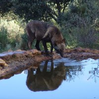 Timber Wolf