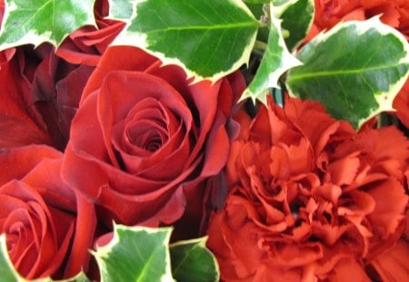 Roses and Hollyâ™¥ - red, flowers, love, forever, fresh, roses, merry christmas, holly, wonderful, nature, green