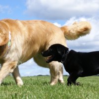 Golden and Labrador Retriever