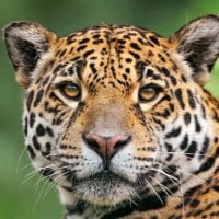 Jaguar Face