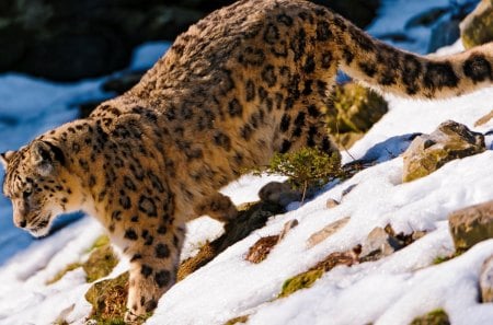 Snow Leopard - snow, leopard, walking, cat