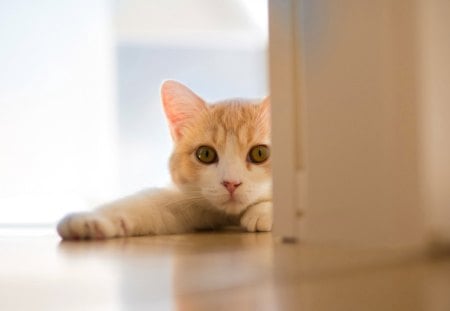 Who's there?! - nice, marvellous, animals, kittens, room, great, wonderful, super, ginger, amazing, pretty, cute, skyphoenixx1, adorable, cat, kitty, wallpaper, stunning, outstanding, kitten, picture, cats, door, beautiful, animal, sweet, awesome, fantastic