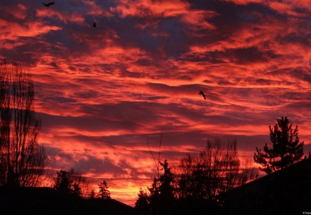 Fire in the Sky - nature, fire, beautiful, sky