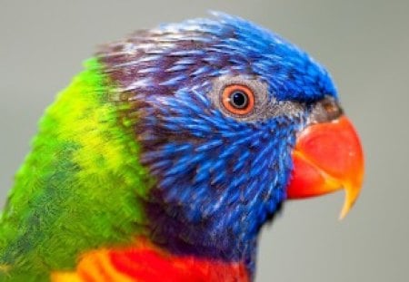 *** Colourful Parrot *** - animals, birds, parrot, colorful