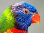 *** Colourful Parrot ***